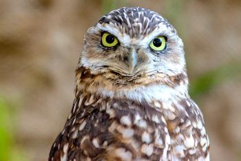 A burrowing owl cocks its head slightly to the right as it stares straight into the camera