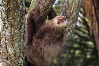 Young sloth is hanging on a tree branch