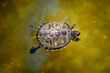 Turtle swims across a freshwater pond