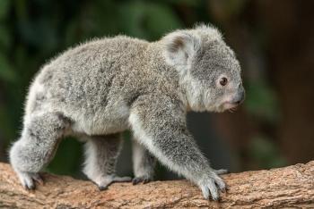 A baby koala, or joey, crawls across a wood branch
