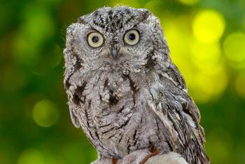 Screech owl sitting in front of green tree leaves