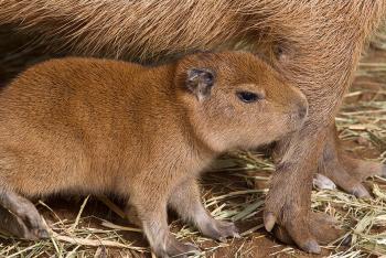 Capybara bay stays close to its mother's forelegs