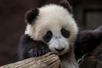 Baby Giant panda