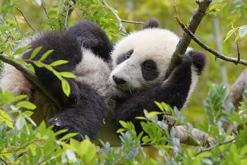 Baby panda Su Lin resting up in a tree's branches
