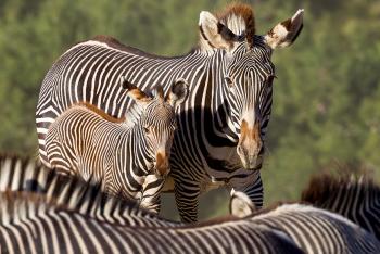 Grevy's zebra mother and foal