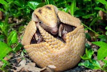 Young three-banded armadillo rolled into a ball
