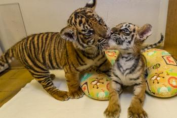 Two tiger cubs, one licking the other's mouth as it sits on a baby's boppy pillow