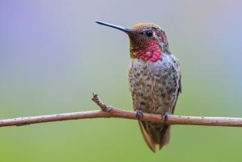 Male Anna's hummingbird perched on a small branch