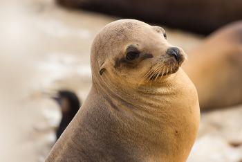 California sea lion looking right as it sits on a sandy beach