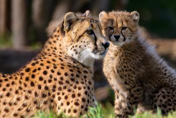 Mother cheetah laying in grass with cub