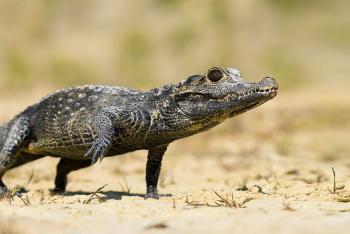African dwarf crocodile walking on sand dotted with crab grass