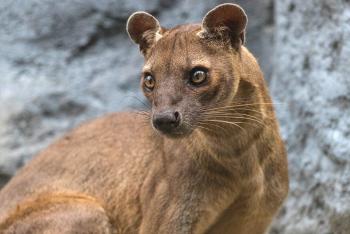 Adult fossa looking off to the left, standing in front of rocky wall.