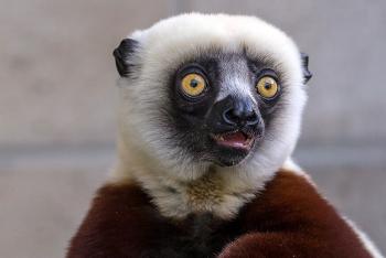 Animals | San Diego Zoo Wildlife Explorers