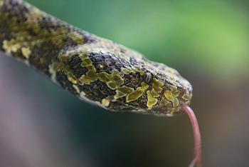 Close-up of a Man Mountain pit viper with it's pink tongue flicking 