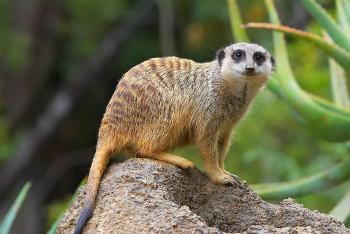 A meerkat stands on all fours on a dirt mound, looking at the camera