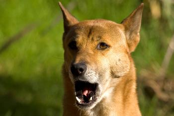 New guinea singing dog with mouth open in a howl