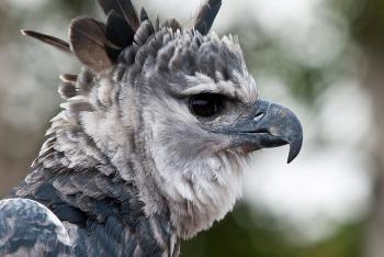 Harpy eagle looking off to the right with its crown feathers flared.