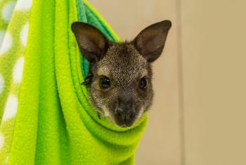 Wallaby peeking its head out of a lime-green pouch.
