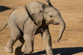 Zuli the baby African elephant.
