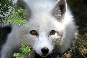 Arctic fox laying on pine forest floor.