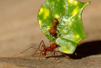 A pair of leafcutter ants carrying a piece of leaf.