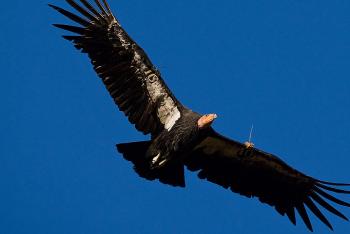 California condor soaring in blue skies.