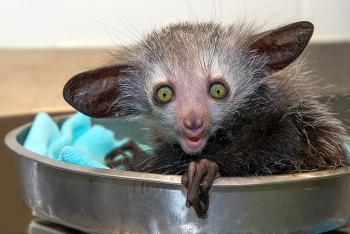 Baby aye-aye sitting in scale as it is weighed by zookeepers.