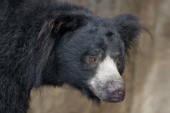 Sloth bear in profile