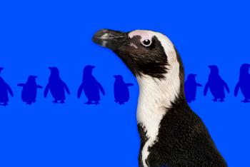 African penguin infant of a row of blue penguin silhouettes.