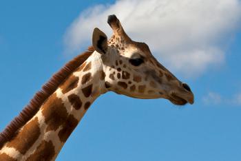 Giraffe against blue sky.