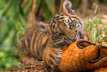 Tiger cub chewing on stuffed animal enrichment.