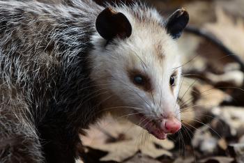 Virginia opossum on dried leaves.