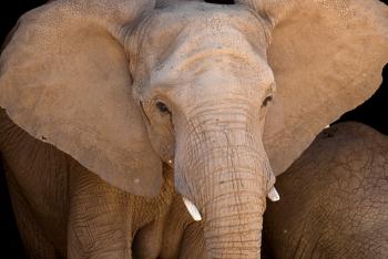 Elephant with small tusks