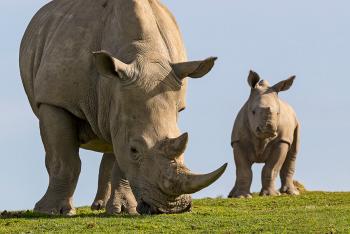 Rhino mom with calf.