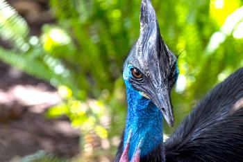 Cassowary portrait while walking in front of green foliage.