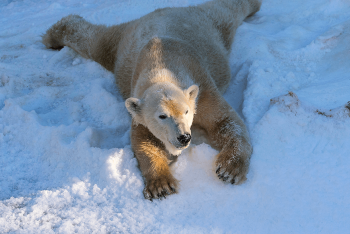 Polar bear on snow