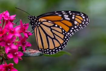 Word Safari: Monarch Butterflies