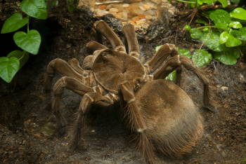 Goliath bird-eating spider 