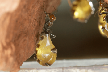 Replete honeypot ant with swollen abdomen