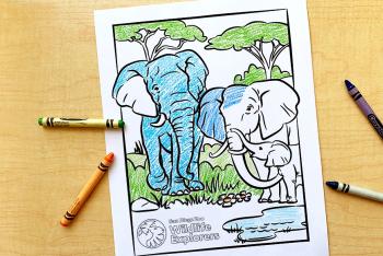 Print-out coloring page featuring elephant dad, mom and baby at watering hole.