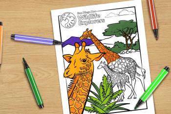 Giraffes coloring page