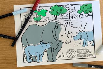 Coloring Page featuring two rhino mothers and their calves. 