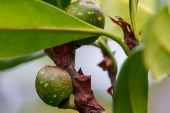 Ficus-figs