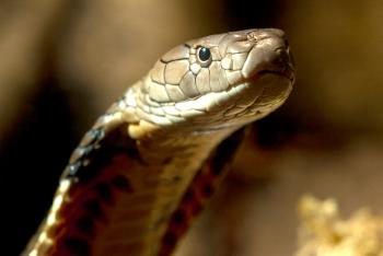 Close-up of King Cobra head. Its scales are brown, tan, and black. It's neck is partially flattened into a hood shape.