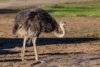 Ostrich standing in habitat with head and neck lowered