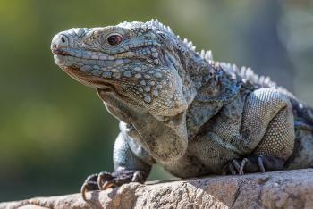Close-up of rock iguana sitting on a rock