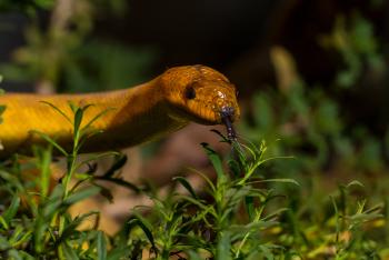 Woma head peaking out of foliage