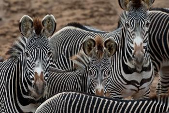 Grevy Zebras in a herd.