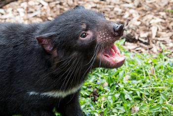 A tasmanian devil faces right with mouth open