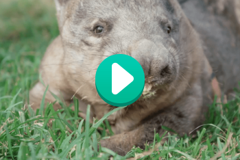 Videos | San Diego Zoo Wildlife Explorers
